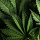 Image for article titled Teens Are Getting Into Vapes and Weed, Losing Interest in Booze and Other Drugs